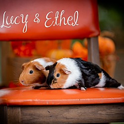Photo of Lucy & Ethel