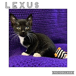 Photo of Lexus