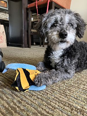 Indianapolis, IN - Poodle (Miniature). Meet Pepper a Pet for Adoption ...