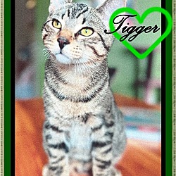 Thumbnail photo of TIGGER #2