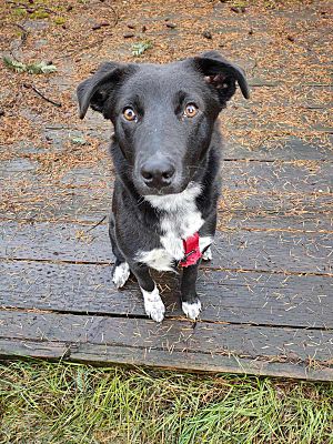 Roy, WA - Border Collie/Mixed Breed (Medium). Meet Missy a Pet for ...