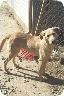 golden fox terrier