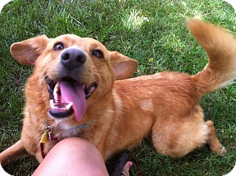 Brattleboro Vt Golden Retriever Meet Scotch A Pet For Adoption