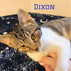 Thumbnail photo of Dixon #1