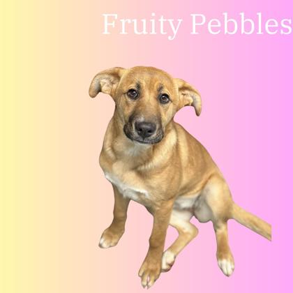 Photo of Fruity Pebbles