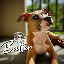 Thumbnail photo of Butter #1