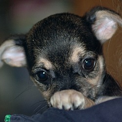 Thumbnail photo of Yarrow - Dahlia Pup #4