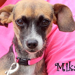 Thumbnail photo of Mika ~ adopted! #1