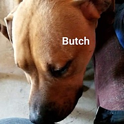 Thumbnail photo of Butch #4