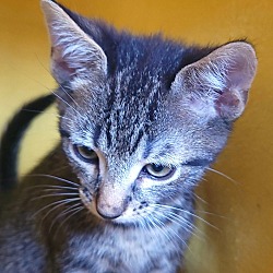 Thumbnail photo of Tourmalina's kitten Amethyst #2