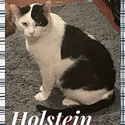 Thumbnail photo of Holstein #1