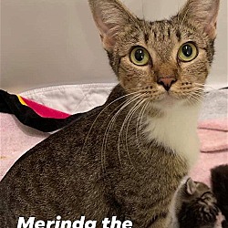 Thumbnail photo of Merinda #2