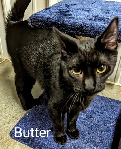 Thumbnail photo of Butter #3