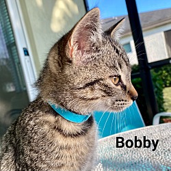 Photo of Bobby