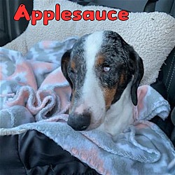 Thumbnail photo of Applesauce #3