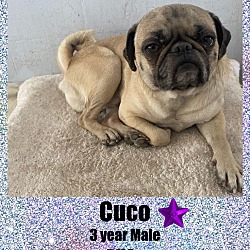 Thumbnail photo of CUCO – 3 YEAR  MALE PUG #1