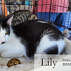 Thumbnail photo of Lily #3