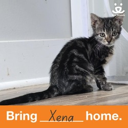 Thumbnail photo of Xena #1