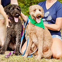 Thumbnail photo of Lily & Moonlight - M/D Pair - Local in NE #1