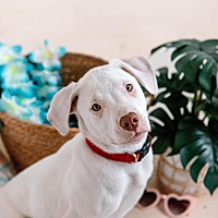 adopt a pet