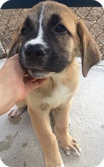anatolian shepherd st bernard mix
