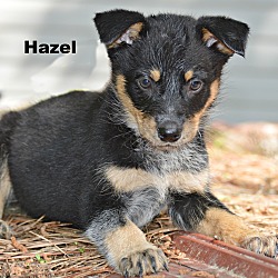 Thumbnail photo of Hazel ~ meet me! #2