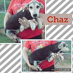Thumbnail photo of Chaz #3