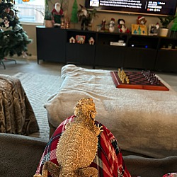 Thumbnail photo of Beardie #2