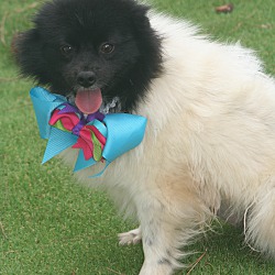 Photo of PANDORA