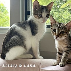 Thumbnail photo of LENNY (& Lana) #2