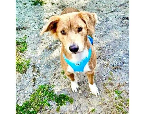 Englewood, FL - Mixed Breed (Medium). Meet Caramel a Pet for Adoption ...