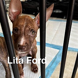 Thumbnail photo of Lita Ford #2