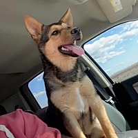 adopt a pet