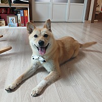 adopt a pet