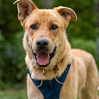 adopt-pet
