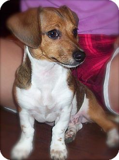 dachshund fox terrier