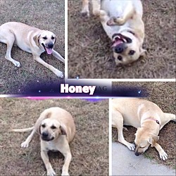 Thumbnail photo of Honey Dew #1