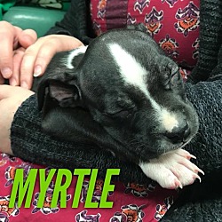 Photo of Myrtle