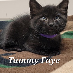 Thumbnail photo of Tammy Faye #2
