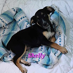 Thumbnail photo of Shelly #3