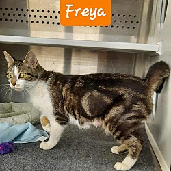 Photo of Freya