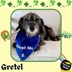 Thumbnail photo of Gretel #4