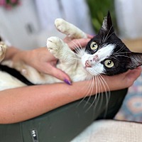 adopt a pet