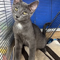 adopt a pet