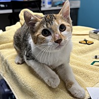 adopt a pet