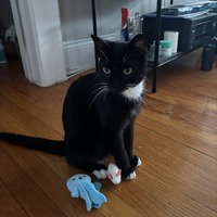 adopt a pet