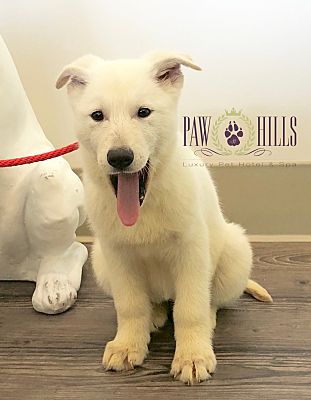 Agoura Hills, CA - German Shepherd Dog/Husky. Meet Ecko a Pet for Adoption  