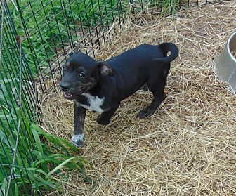 bordetella vaccine cost petsmart