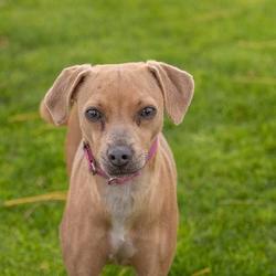 Palm Springs Animal Shelter in Palm Springs, California