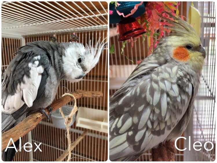 Adopt Alex & Cleo a Gray Cockatiel bird in Stratford, CT (28420407